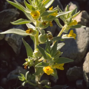 Mohavea breviflora