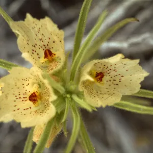 Mohavea confertiflora