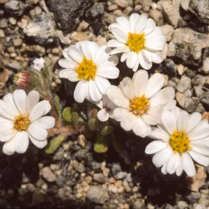 Monoptilon bellidiforme
