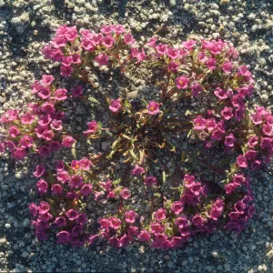 Nama demissum
