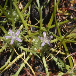 Navarretia prostrata