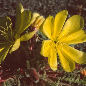 Oenothera primiveris