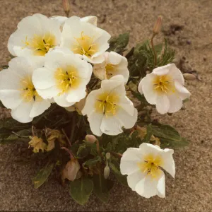 Oenothera