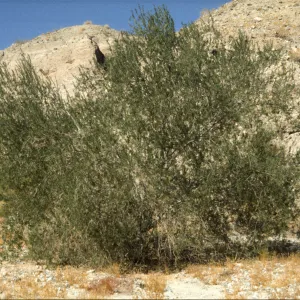 Olneya tesota