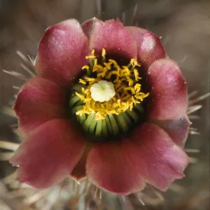 Opuntia prolifera