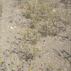 Orochaenactis