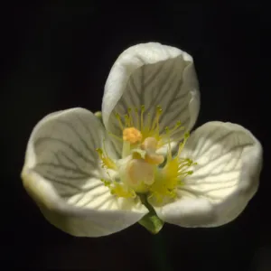 Parnassia californica
