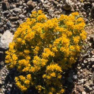 Pectis papposa