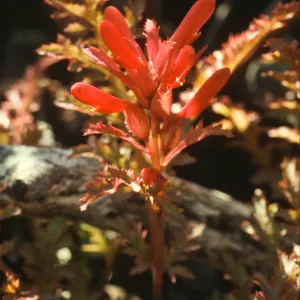 Pedicularis densiflora