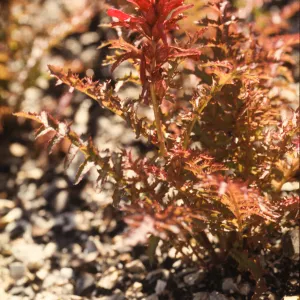 Pedicularis densiflora