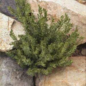 Pellaea breweri