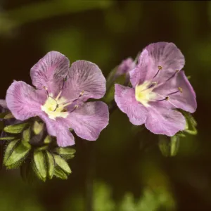Phacelia ciliata