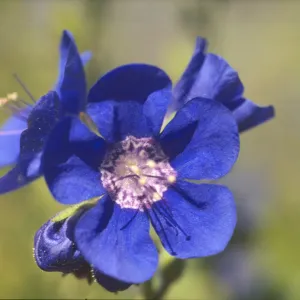 Phacelia viscida