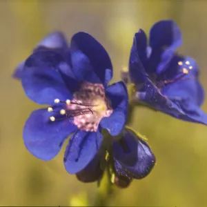 Phacelia viscida