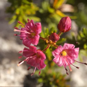 Phyllodoce breweri
