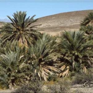 Phoenix dactylifera