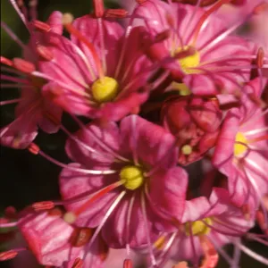 Phyllodoce breweri
