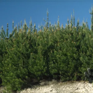 Pinus muricata