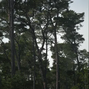 Pinus radiata