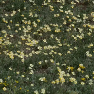 Platystemon californicus