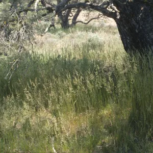 Poa secunda