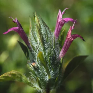 Pogogyne douglasii