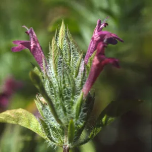 Pogogyne douglasii
