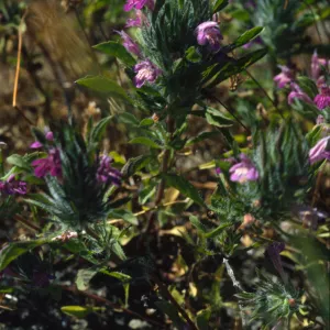 Pogogyne douglasii