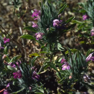 Pogogyne douglasii