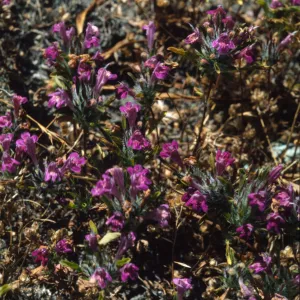 Pogogyne douglasii