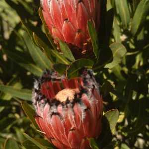Protea neriifolia