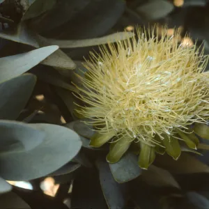 Protea