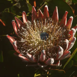 Protea cynaroides