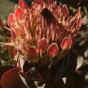 Protea eximia