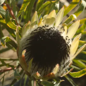 Protea longifolia