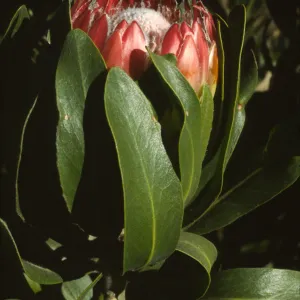 Protea obtusifolia