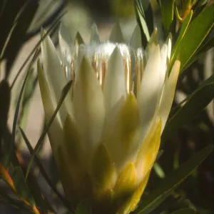 Protea repens