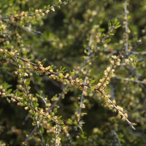 Prunus fasciculata var. punctata