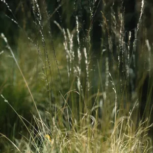 Ptilagrostis