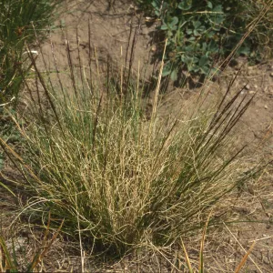 Ptilagrostis kingii