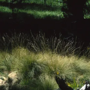 Ptilagrostis porteri