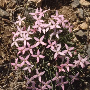 Houstonia wrightii