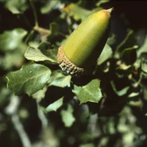 Quercus cornelius-mulleri