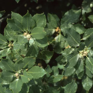 Quercus sadleriana