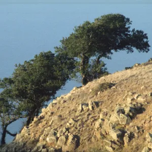 Quercus tomentella