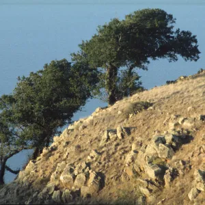 Quercus tomentella
