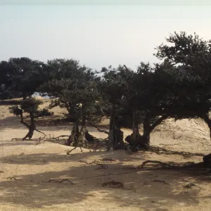 Quercus tomentella