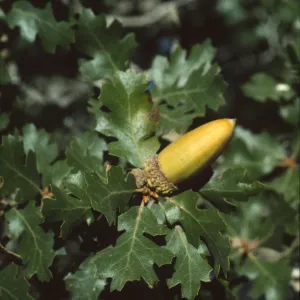 Quercus hybrid