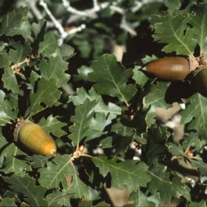 Quercus hybrid