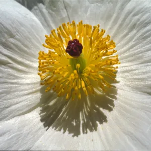 Romneya trichocalyx